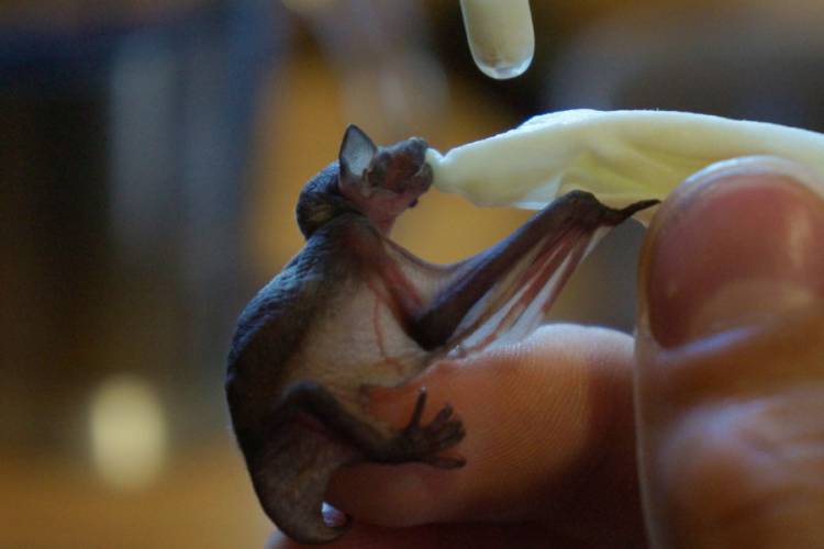 крохотная летучая мышка кушает