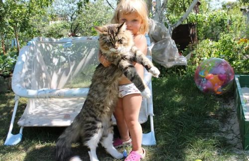 Мейн кун с девочкой на даче
