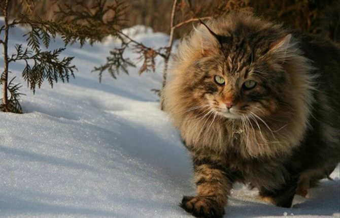 Норвежская лесная кошка