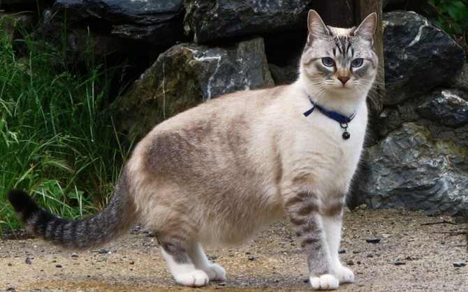 Охос азулес