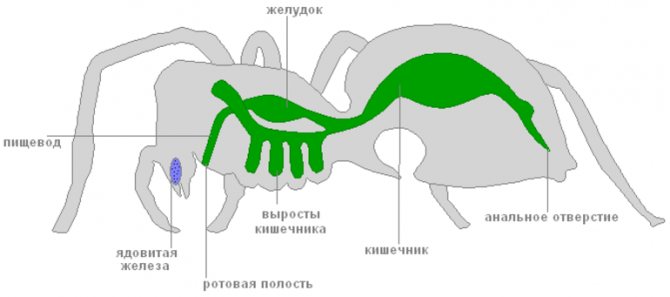 Пищеварительная система паукообразных - особенности органов питания и выделения