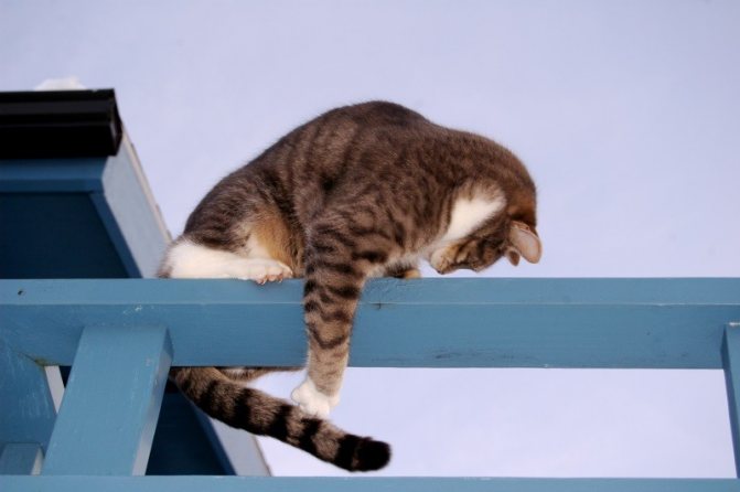Почему кошка бегает за своим хвостом, бегающий кот