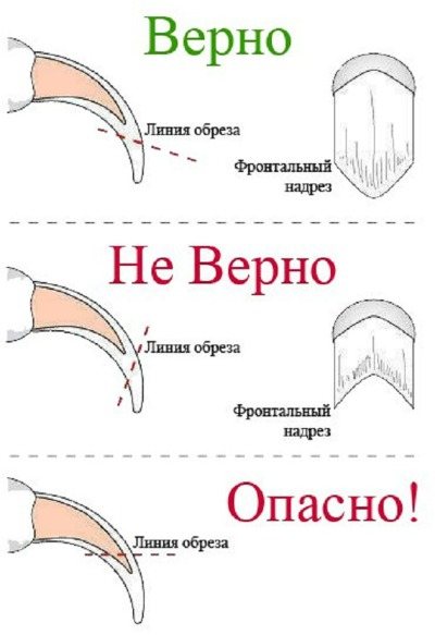 подстригание ногтей кошке