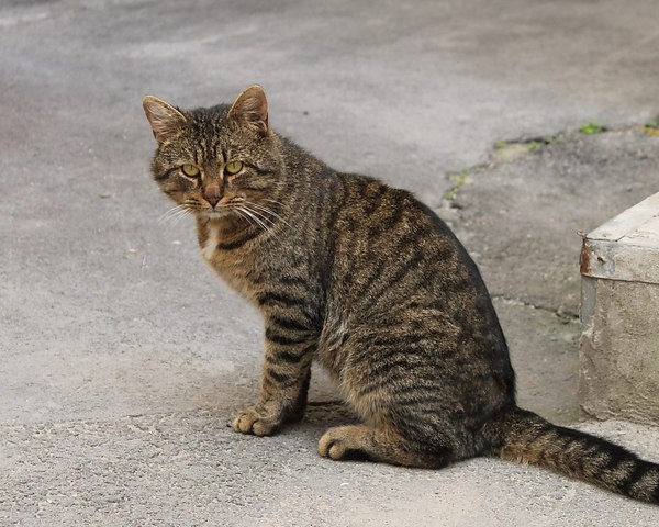 Полосатый кот