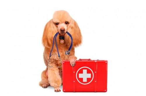 противопоказания по применению амоксилава для собак