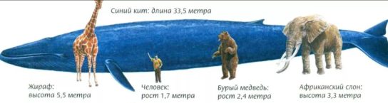 размеры синего кита