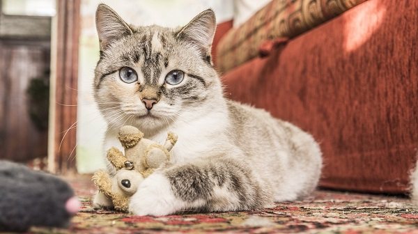 Щелочная фосфатаза повышена у кошки