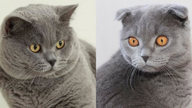 Шотландчкий и британский коты
