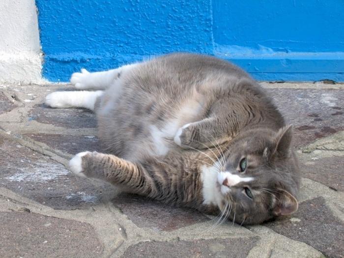 скоро появятся котята