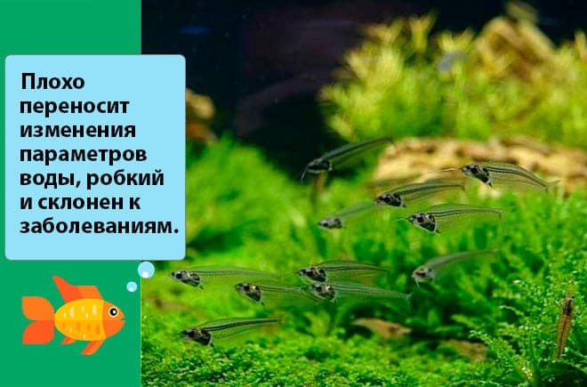 Стеклянный сом (сомик призрак, прозрачный, индийский): содержание, уход, фото, совместимость, размножение, продолжительность жизни