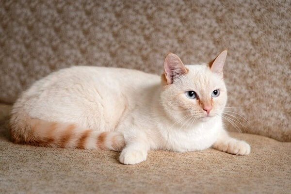 тайский кот белого окраса