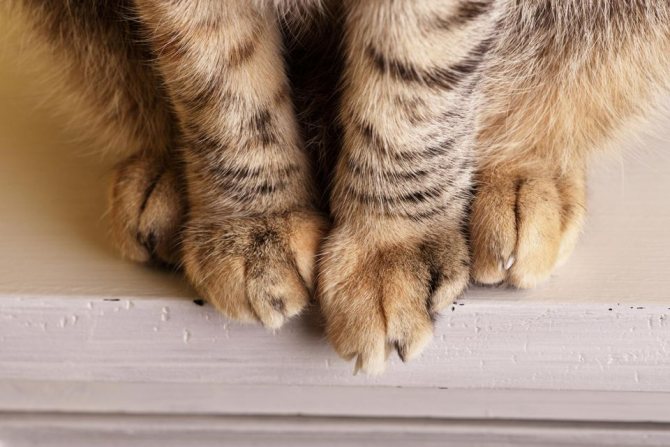 У кота отекла лапа чем лечить