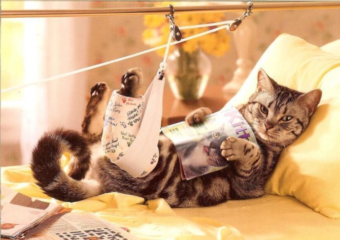 У кота отекла лапа чем лечить