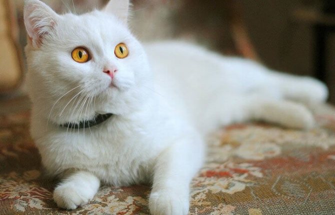 выбираем магическую кличку для белого кота