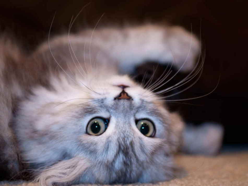 Выпадают зубы у кошек, котят